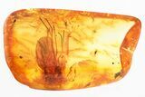 Detailed Fossil Predatory Snipe Fly and Gall Midge In Baltic Amber #325380-1